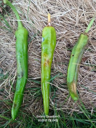 전진규.해돋이님의 고추 · 병해충상담 작성글 사진