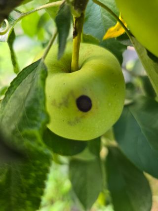 김성환님의 사과 · 병해충상담 작성글 사진