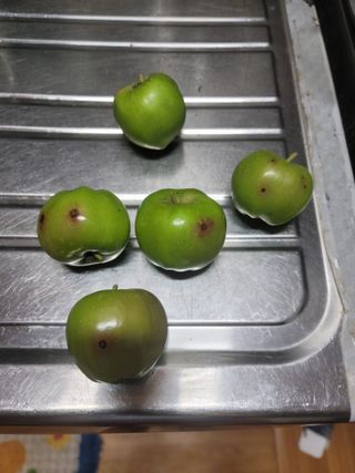 황금알대박농원!님의 사과 · 병해충상담 작성글 사진