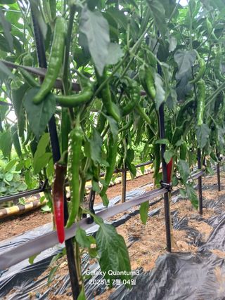 전진규.해돋이님의 고추 · 병해충상담 작성글 사진