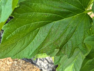 청춘의 푸른꿈님의 참깨 · 병해충상담 작성글 사진