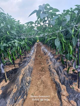 전진규.해돋이님의 고추 · 병해충상담 작성글 사진