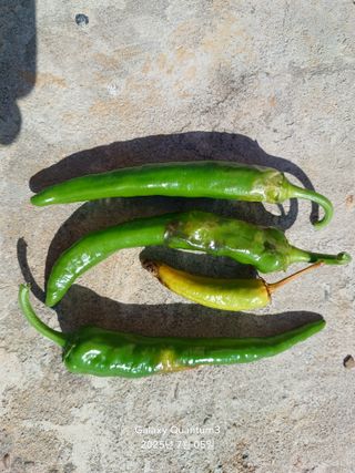 전진규.해돋이님의 고추 · 병해충상담 작성글 사진