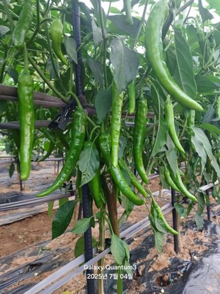 전진규.해돋이님의 고추 · 병해충상담 작성글 사진