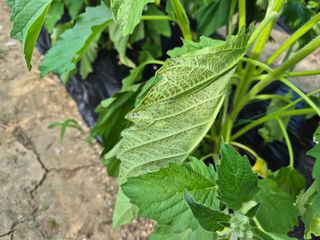청춘의 푸른꿈님의 참깨 · 병해충상담 작성글 사진