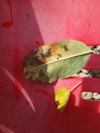 오짱님의 사과 · 병해충상담 작성글 사진