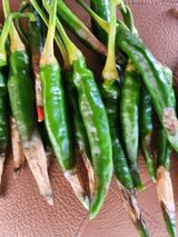 팜모닝 고추·병해충상담 게시글 이미지