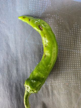 구자형님의 고추 · 병해충상담 작성글 사진