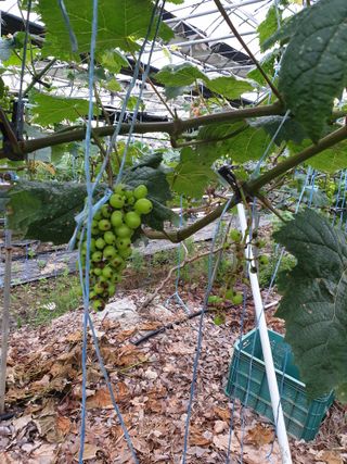 Happypapa님의 포도 · 병해충상담 작성글 사진