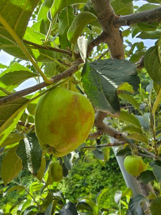 박성민님의 사과 · 병해충상담 작성글 사진