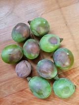 팜모닝 포도·병해충상담 게시글 이미지