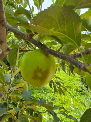 박성민님의 사과 · 병해충상담 작성글 사진