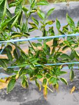 팜모닝 고추·병해충상담 게시글 이미지