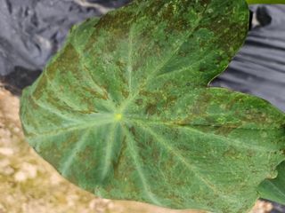 김진원님의 기타작물 · 병해충상담 작성글 사진