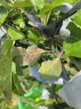 황금알대박농원!님의 사과 · 병해충상담 작성글 사진