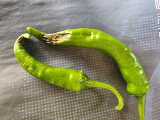 구자형님의 고추 · 병해충상담 작성글 사진