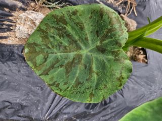 김진원님의 기타작물 · 병해충상담 작성글 사진