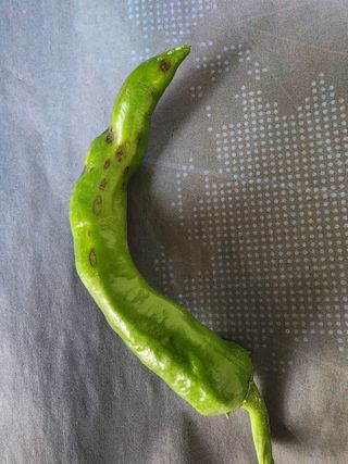 구자형님의 고추 · 병해충상담 작성글 사진