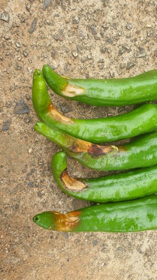 김효중님의 고추 · 병해충상담 작성글 사진