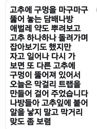 인생은 소풍처럼~님의 고추 · 병해충상담 작성글 사진