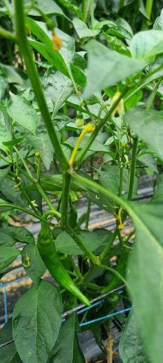 맹철영님의 고추 · 병해충상담 작성글 사진