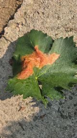 김용언 님의 포도·병해충상담 작성글 사진