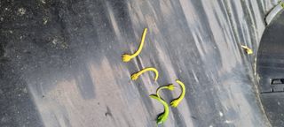 맹철영님의 고추 · 병해충상담 작성글 사진