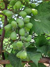 팜모닝 포도·병해충상담 게시글 이미지