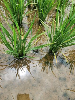 별빛나그네화성님의 벼 · 병해충상담 작성글 사진