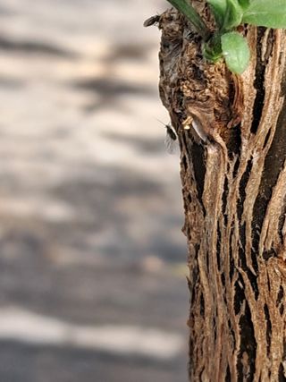 이천순님의 기타작물 · 병해충상담 작성글 사진