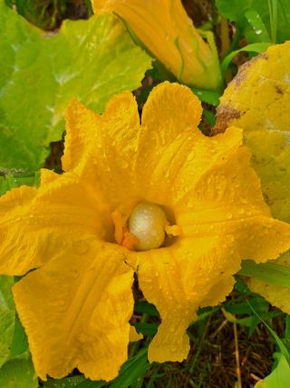 유정근님의 호박 · 병해충상담 작성글 사진