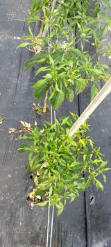 팜모닝 고추·병해충상담 게시글 이미지