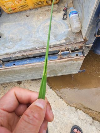 별빛나그네화성님의 벼 · 병해충상담 작성글 사진