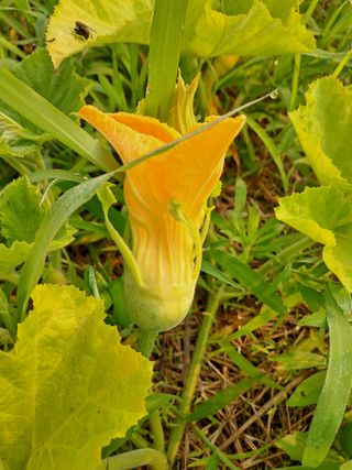 유정근님의 호박 · 병해충상담 작성글 사진