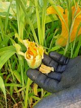 팜모닝 호박·병해충상담 게시글 이미지