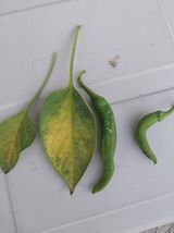 팜모닝 고추·병해충상담 게시글 이미지