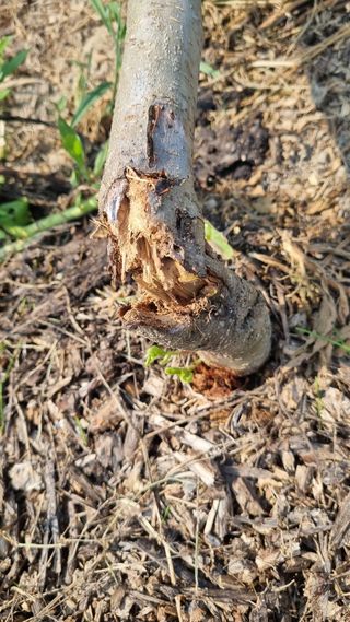 나물로61님의 사과 · 병해충상담 작성글 사진