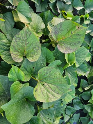 대구북구텃밭지기님의 고구마 · 병해충상담 작성글 사진