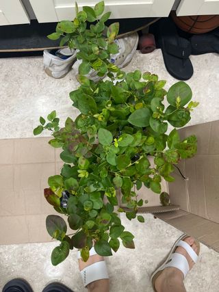 유정근님의 블루베리 · 병해충상담 작성글 사진