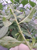 팜모닝 기타작물·병해충상담 게시글 이미지