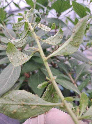 이천순님의 기타작물 · 병해충상담 작성글 사진