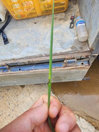 별빛나그네화성님의 벼 · 병해충상담 작성글 사진