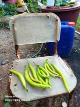 팜모닝 고추·병해충상담 게시글 이미지