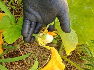 유정근님의 호박 · 병해충상담 작성글 사진