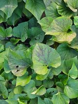 팜모닝 고구마·병해충상담 게시글 이미지