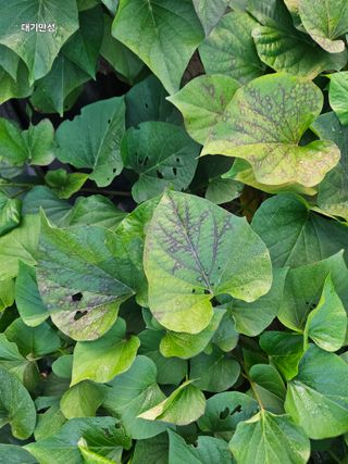 대구북구텃밭지기님의 고구마 · 병해충상담 작성글 사진