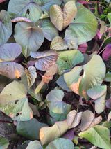 팜모닝 고구마·병해충상담 게시글 이미지