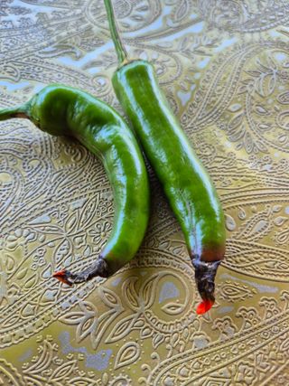 달리는캬뱌레님의 고추 · 병해충상담 작성글 사진