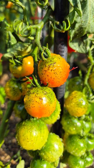 산그림자님의 토마토 · 병해충상담 작성글 사진