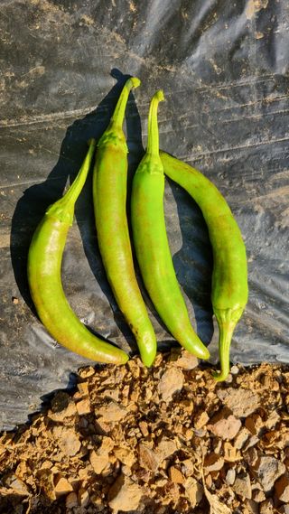 이상균님의 고추 · 병해충상담 작성글 사진